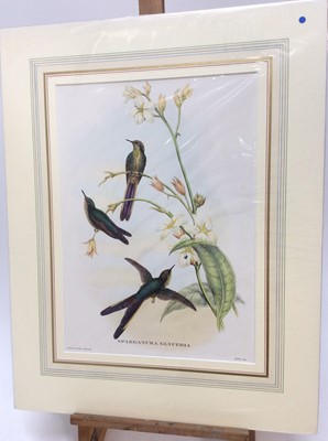 Lot 294 - Group of six John Gould bird prints