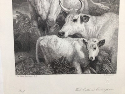 Lot 41 - Victorian Landseer engraving - Wild Cattle at Chillingham, in glazed gilt frame