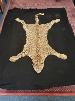 Lot 957 - Early 20th century Leopard skin rug with black felt backing