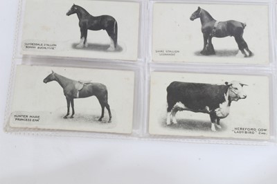 Lot 70 - Cigarette cards - Taddy 1912. Famous Horses and Cattle. Complete set of 50.