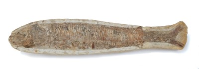 Lot 762 - Good large fossil fish, 36cm long