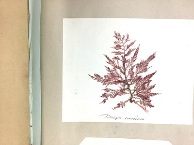 Lot 1539 - Rare 19th century album of pressed seaweed specimens, many inscribed with labels or hand inscriptions