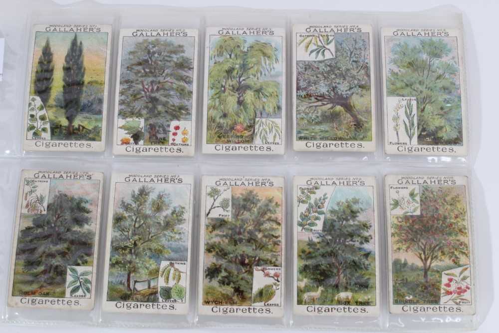 Lot 142 - Cigarette cards - Gallaher Ltd 1912. Woodland Trees. Complete set of 100.