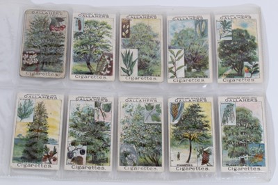 Lot 142 - Cigarette cards - Gallaher Ltd 1912. Woodland Trees. Complete set of 100.