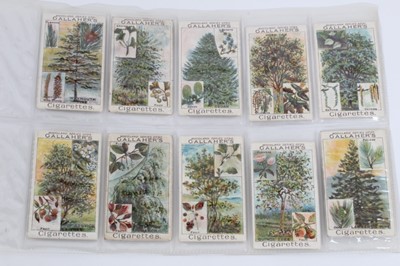 Lot 142 - Cigarette cards - Gallaher Ltd 1912. Woodland Trees. Complete set of 100.