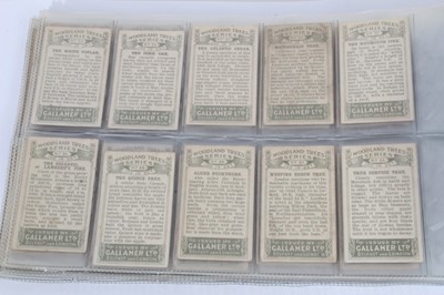 Lot 142 - Cigarette cards - Gallaher Ltd 1912. Woodland Trees. Complete set of 100.