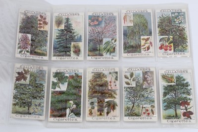 Lot 142 - Cigarette cards - Gallaher Ltd 1912. Woodland Trees. Complete set of 100.