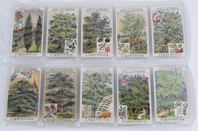 Lot 142 - Cigarette cards - Gallaher Ltd 1912. Woodland Trees. Complete set of 100.