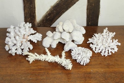 Lot 1550 - Group of five specimen corals, the largest 24cm wide