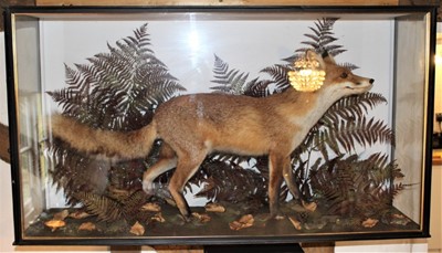 Lot 1633 - Taxidermy - a glazed case containing a standing fox among ferns, 116cm wide x 65cm high x 30cm deep