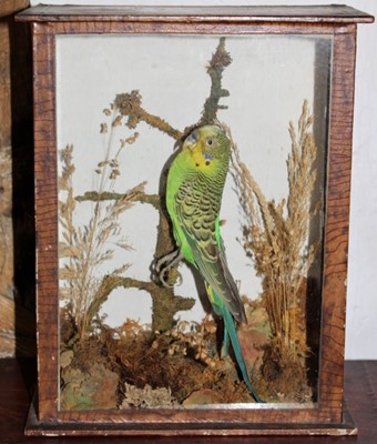 Lot 1634 - Taxidermy - an early 20th century glazed case containing a Green Budgerigar on a branch, 19cm wide x 24cm high x 9cm deep