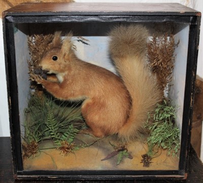 Lot 1635 - Taxidermy - an Edwardian glazed case containing a Red Squirrel holding a pine cone, with label for J. Wright of Clifton, Bedfordshire, 29cm wide x 28cm high x 17cm deep