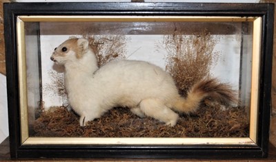 Lot 1636 - Taxidermy - an early 20th century glazed case contains a White Weasel among moss, 31cm wide x 18cm high x 13cm deep