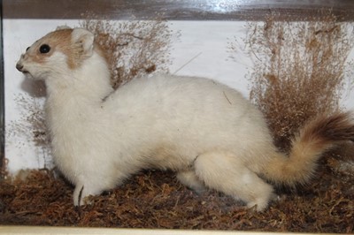 Lot 1636 - Taxidermy - an early 20th century glazed case contains a White Weasel among moss, 31cm wide x 18cm high x 13cm deep