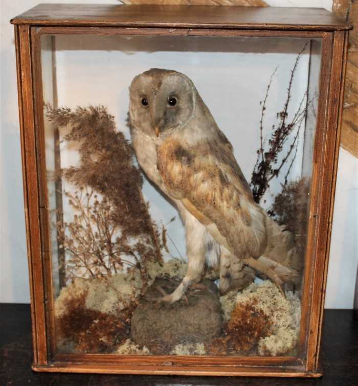 Lot 1637 - Taxidermy - a late Victorian/Edwardian glazed case containing a Barn Owl among foliage, 36cm wide x 43cm high x 18cm deep