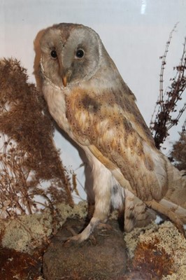 Lot 1637 - Taxidermy - a late Victorian/Edwardian glazed case containing a Barn Owl among foliage, 36cm wide x 43cm high x 18cm deep