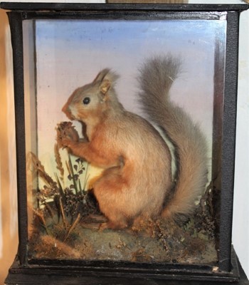 Lot 1638 - Taxidermy - a late Victorian/Edwardian glazed case contains a Red Squirrel holding a nut, 26cm wide x 31cm high x 12cm deep