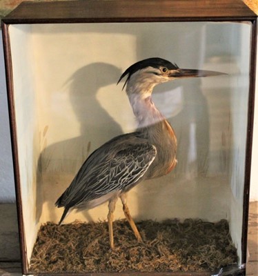 Lot 1639 - Taxidermy - an early 20th century glazed case containing a Grey Heron, 30cm wide x 34.5cm high x 15cm deep