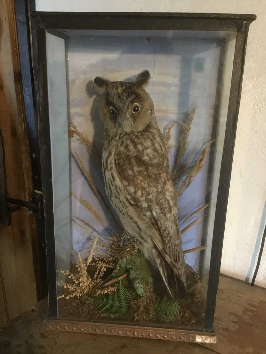 Lot 1640 - Taxidermy - an early 20th century glazed case containing a Long-Eared Owl, 26cm wide x 44.5cm high x 14cm deep