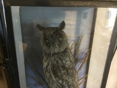 Lot 1640 - Taxidermy - an early 20th century glazed case containing a Long-Eared Owl, 26cm wide x 44.5cm high x 14cm deep