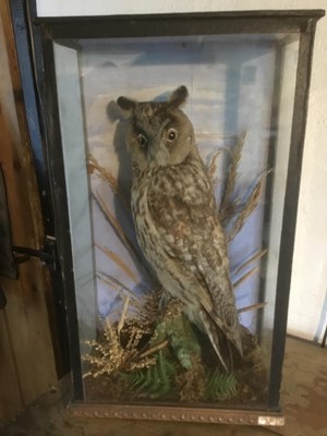 Lot 1640 - Taxidermy - an early 20th century glazed case containing a Long-Eared Owl, 26cm wide x 44.5cm high x 14cm deep