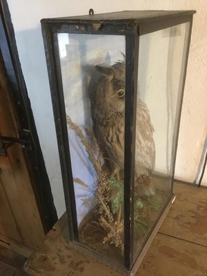 Lot 1640 - Taxidermy - an early 20th century glazed case containing a Long-Eared Owl, 26cm wide x 44.5cm high x 14cm deep