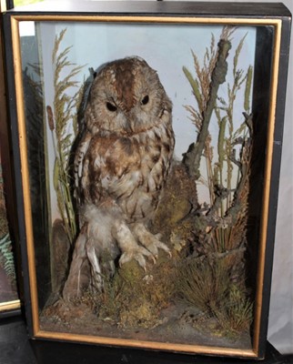 Lot 1641 - Taxidermy - an early 20th century glazed case containing a Tawny Owl, 33cm wide x 44cm high x 18cm deep