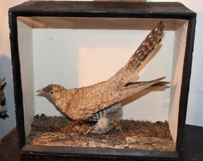 Lot 1643 - Taxidermy - an early 20th century glazed case containing a Cuckoo, 28cm wide x 25cm high x 13cm deep