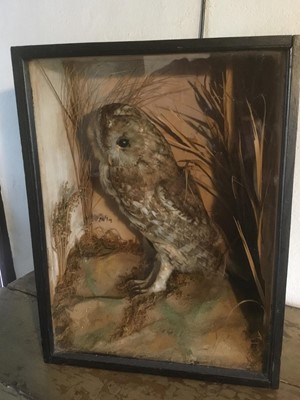 Lot 1642 - Taxidermy - an early 20th century glazed case containing a Tawny Owl in naturalistic setting, 33cm wide x 43cm high x 18cm deep