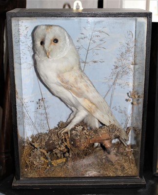 Lot 1644 - Taxidermy - a late Victorian glazed case containing a Barn Owl in naturalistic setting with label for G. W. Inchcoombe, Willesborough, 31cm wide x 41cm high x 15cm deep