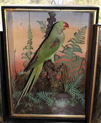 Lot 1646 - Taxidermy - an early 20th century glazed case containing a Green Parakeet in naturalistic setting, 37cm wide x 49.5cm high x 16cm deep