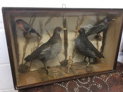 Lot 1681 - Taxidermy - an Edwardian glazed case containing a Finch, Starling and two other birds, 54cm wide x 35cm high x 13cm deep