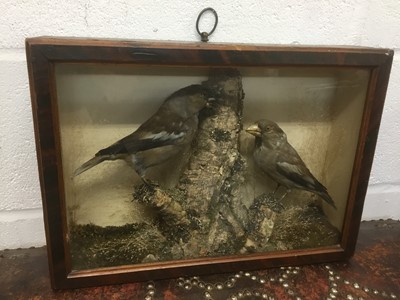 Lot 1682 - Taxidermy - a late Victorian glazed case containing a pair of Finches in naturalistic setting, 36cm wide x 29cm high x 9cm deep