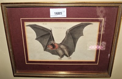 Lot 1685 - Pair of 19th century hand coloured engravings depicting a Vampire Bat and a Peruvian Bat, each in glazed gilt frames, 21cm x 30cm overall