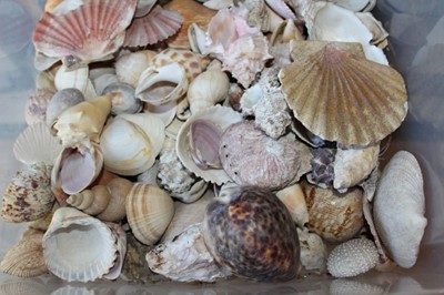 Lot 1695 - Nine stacking drawers containing a variety of seashells