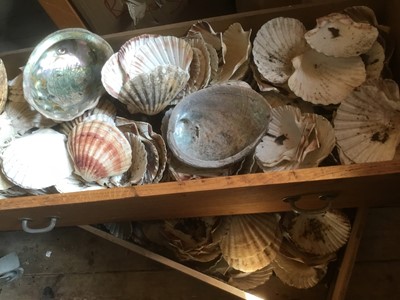 Lot 1696 - Two drawers containing a large quantity of scallop and other shells