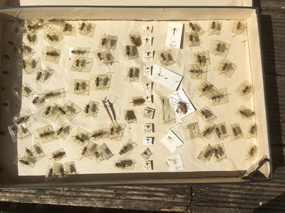 Lot 1706 - Two cased displays of prepared specimens of bees and other insects