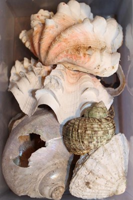 Lot 1710 - Four stacked drawers containing mother of pearl, tortoiseshell pieces and assorted shells