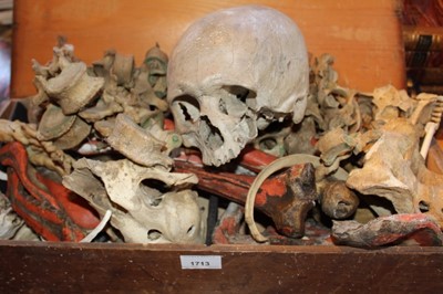 Lot 1713 - Antique human skull, together with a collection of human and animal bones and annotated anatomical specimens