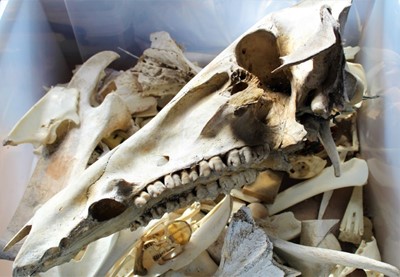 Lot 1726 - Six stacked drawers containing a large quantity of animal bones, skulls, porcupine quills and remaining specimens