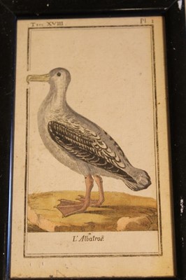 Lot 1732 - Pair of 19th century Chinese paintings on pith paper of birds, 16 x 26cm, together a pair of 19th century watercolour pictures of birds and 18th century hand coloured engraving of a bird