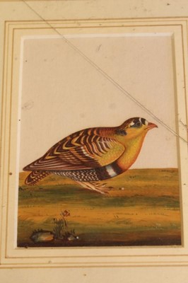 Lot 1732 - Pair of 19th century Chinese paintings on pith paper of birds, 16 x 26cm, together a pair of 19th century watercolour pictures of birds and 18th century hand coloured engraving of a bird