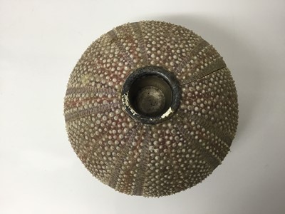 Lot 120 - Novelty vesta globe formed from a sea urchin