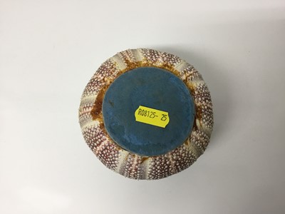 Lot 120 - Novelty vesta globe formed from a sea urchin