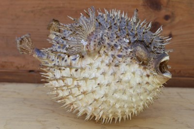 Lot 1761 - Taxidermy - a full size pufferfish, 36cm long