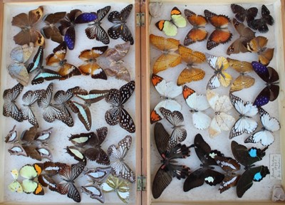 Lot 1778 - Taxidermy - nine early 20th century camphor wood display boxes containing assorted butterflies and moths, some named