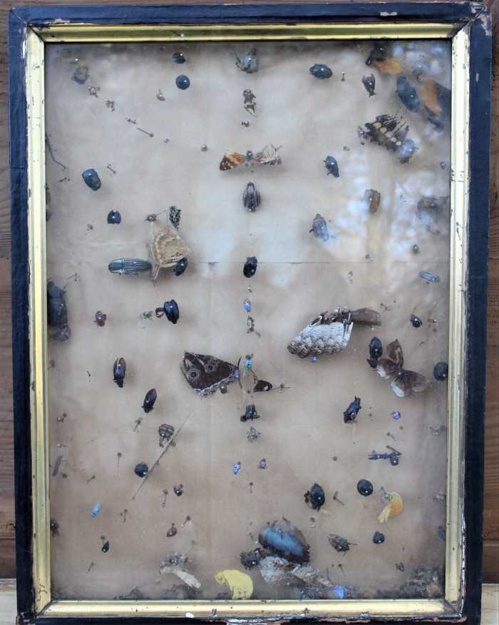 Lot 1799 - Group of five late Victorian display boxes