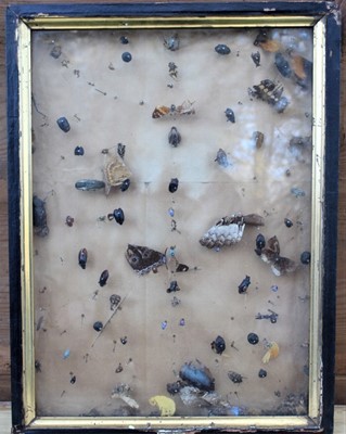 Lot 1799 - Group of five late Victorian display boxes containing remnants of insect specimens