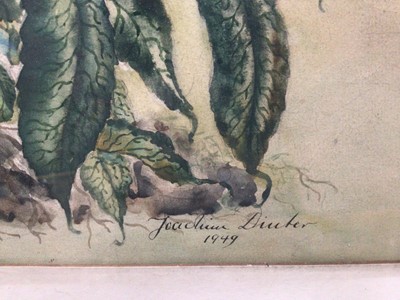 Lot 195 - Joachim Dinter, watercolour, Floral, signed and dated 42