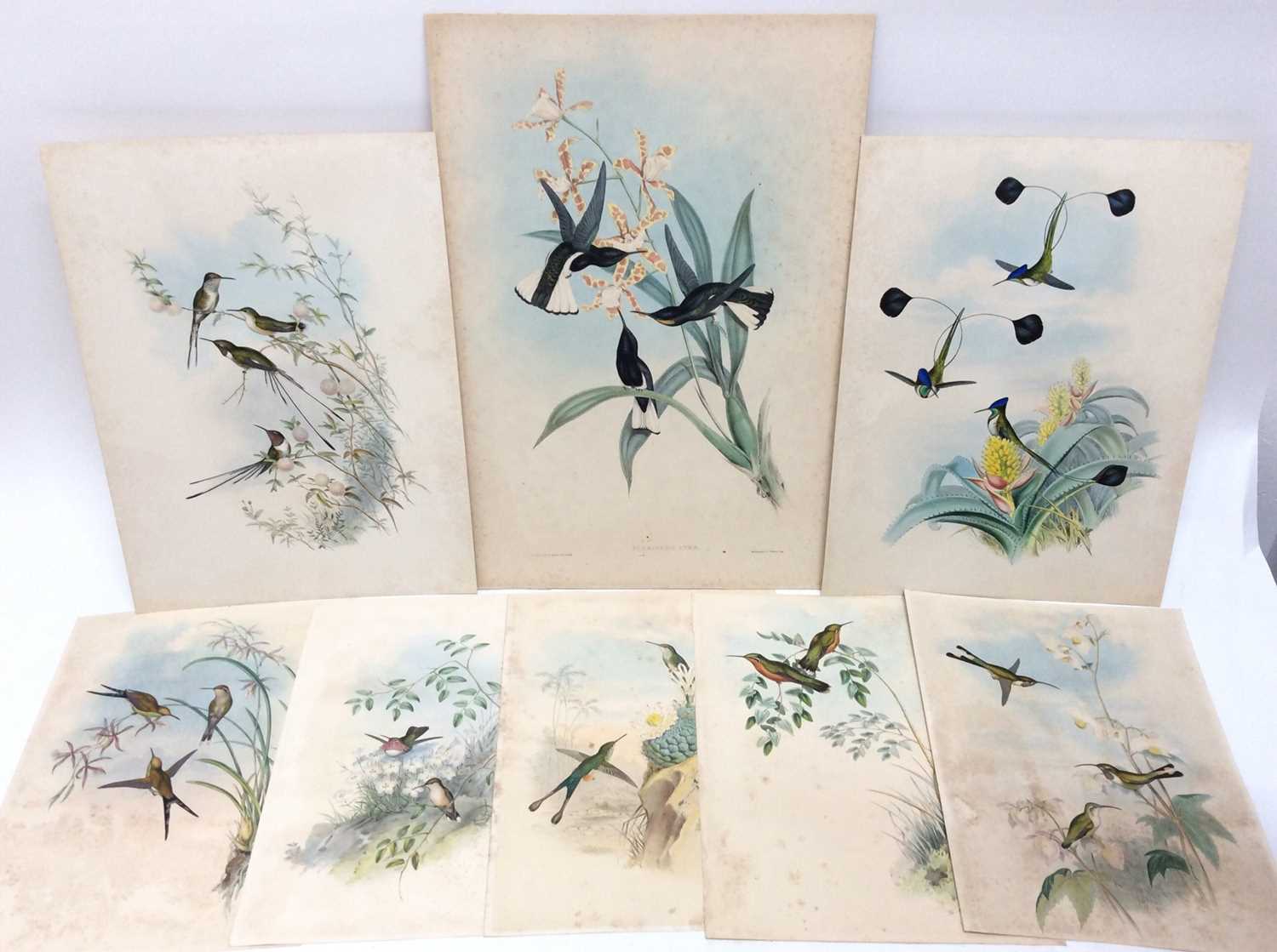 Lot 116 - Gould & Richter, eight lithographs of Hummingbirds